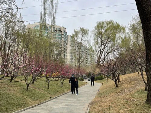 北京这些公园,让风景触手可及